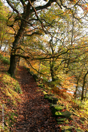 Woodland Path