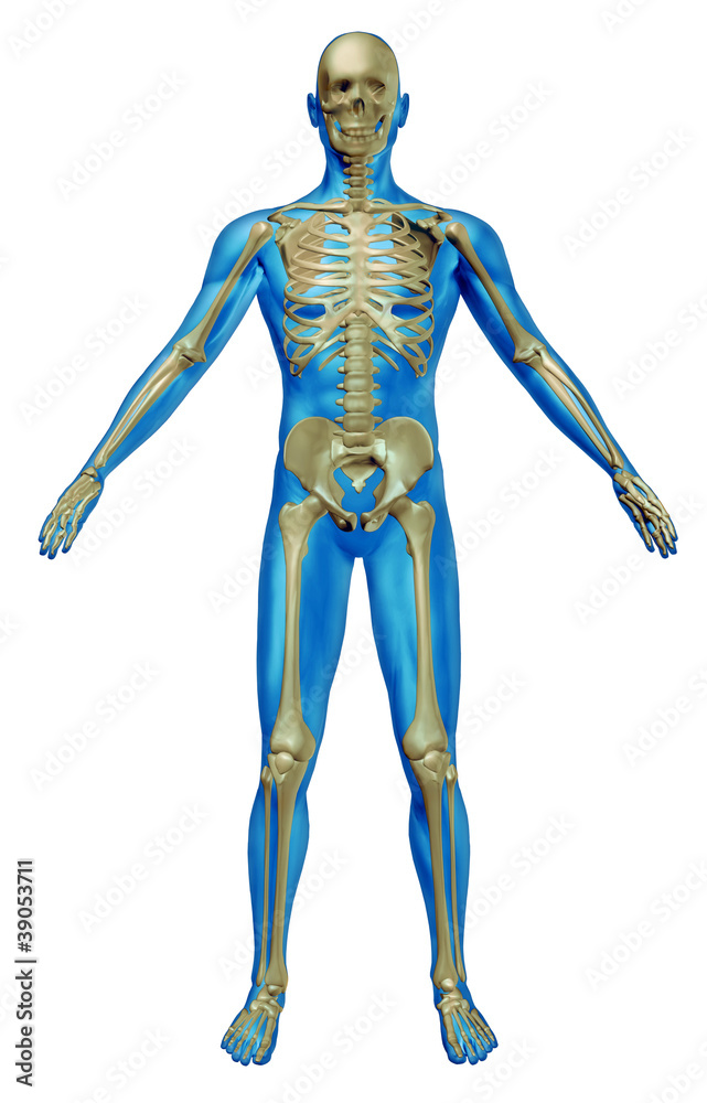 Human Skeleton