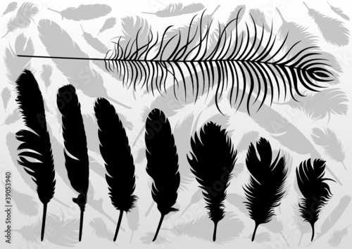 Black bird feathers illustration collection background vector