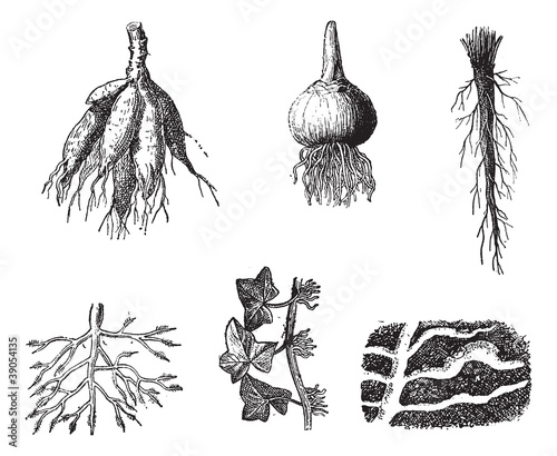 Different stages of Dahlia roots vintage engraving