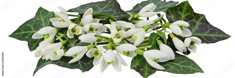 Perce-neige Perce-neige