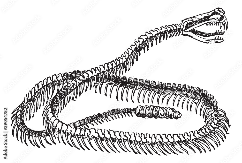 Obraz premium Reptile, Rattlesnake Skeleton, vintage engraving.
