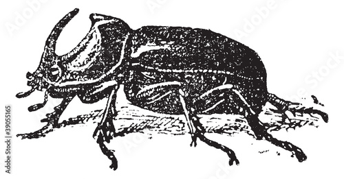 European Rhinoceros beetle (Oryctes nasicornis), vintage engravi