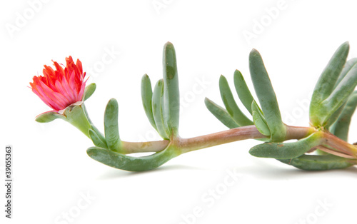 Carpobrotus, sea fig or ice plant photo
