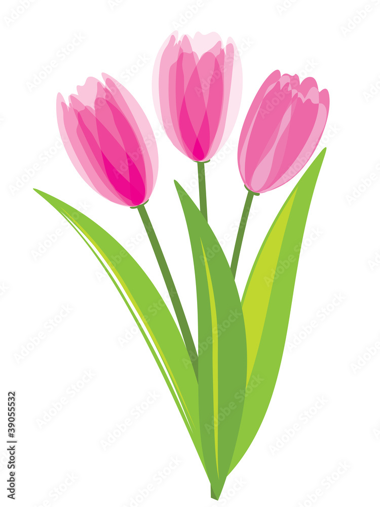 Pink tulips isolated on white background Pink tulips isolated on white background