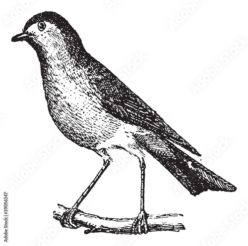 Robin perched on branch, vintage engraving.