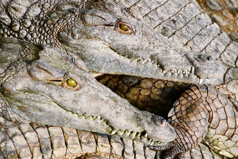 Fototapeta premium cocodrilos