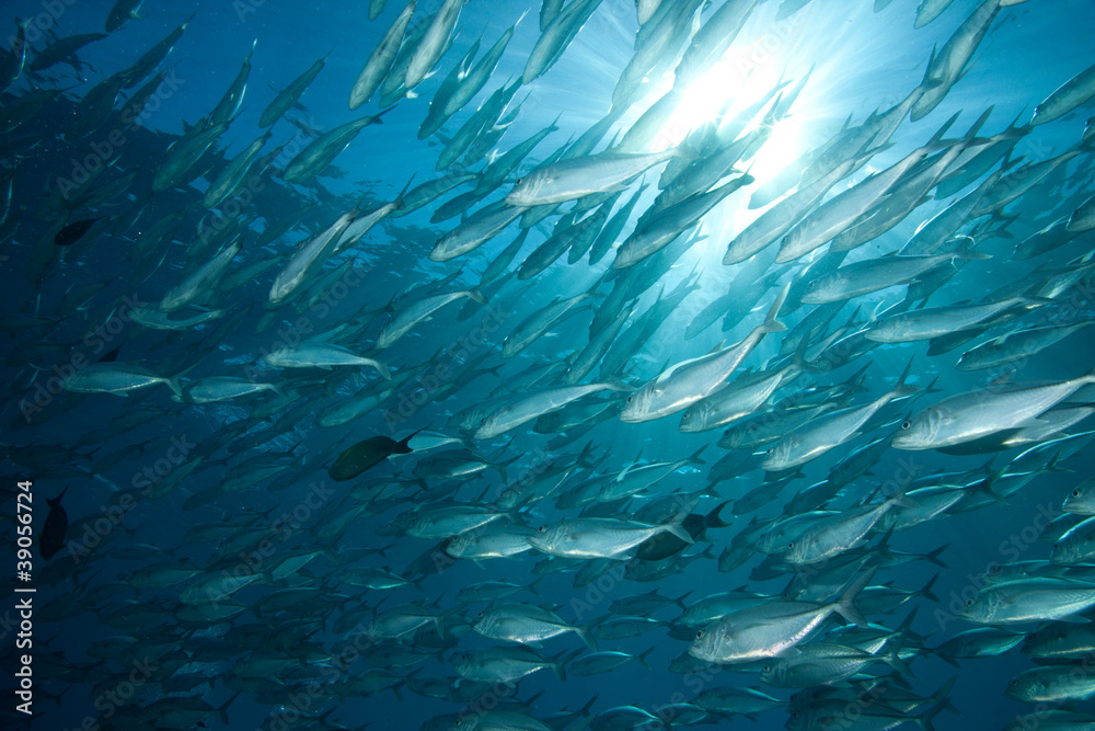 Fototapeta premium BANCO DE PECES