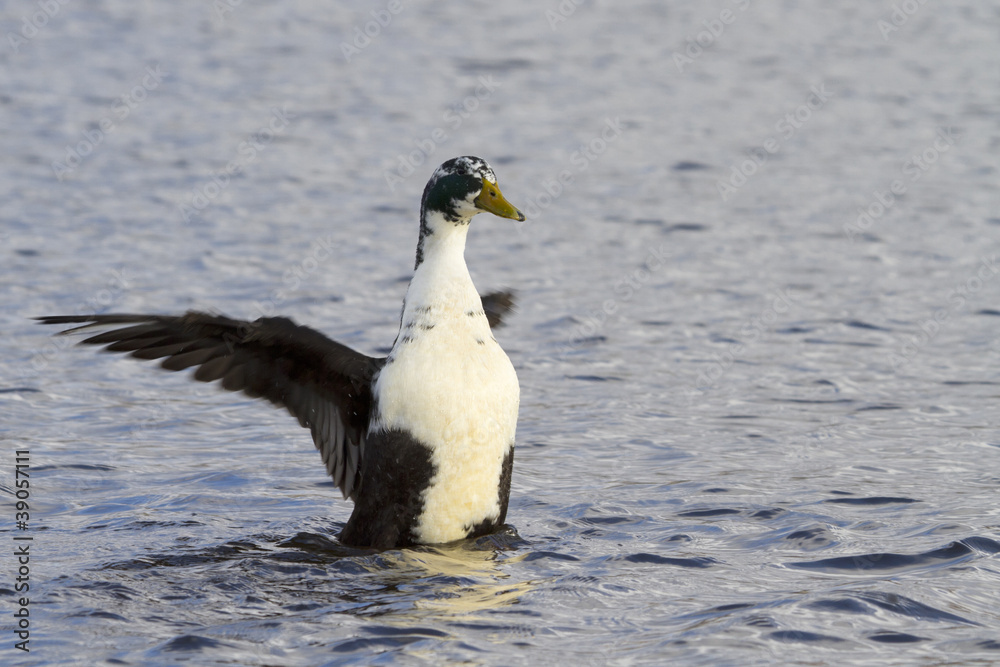 Fototapeta premium Duck