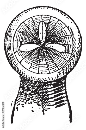 Leech sucker, vintage engraving.