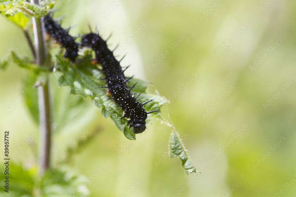 caterpillar peacock butterfly (Inachis io) caterpillar peacock butterfly (Inachis io)