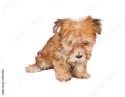 Puppy yorkshire terrier on the white background