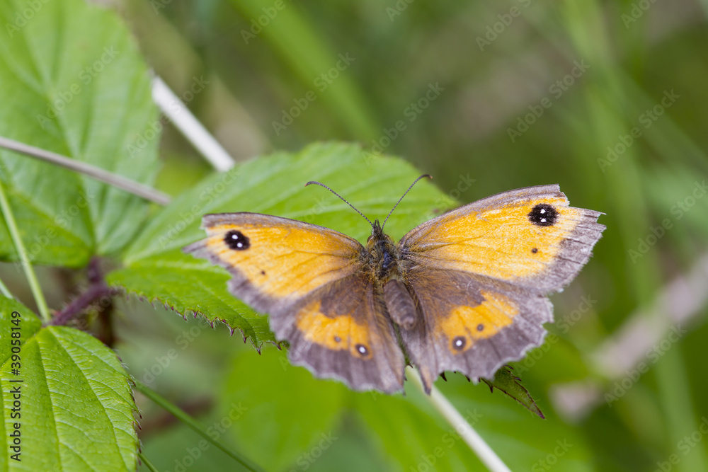 Gatekeeper Butterfly (Pyronia tithonus) Gatekeeper Butterfly (Pyronia tithonus)