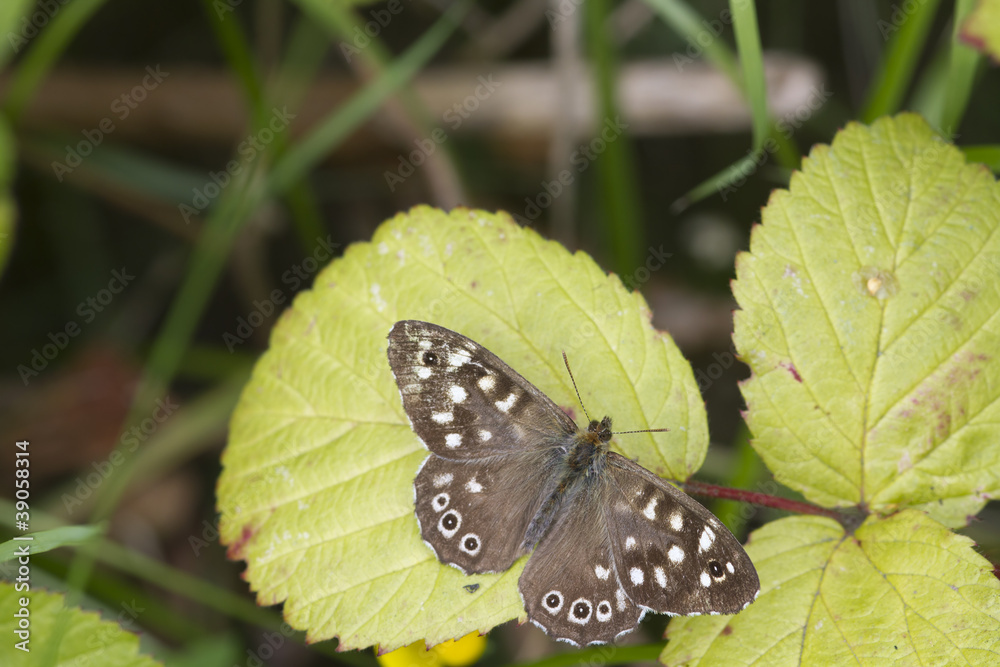 speckled wood butterfly