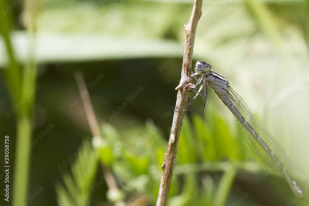 Damselfly Damselfly