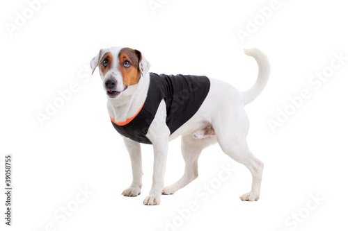 Jack Russel Terrier dog portrait