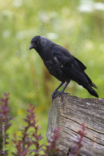 Jackdaw  Corvus monedula