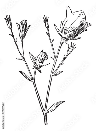 Campanula or bellflower vintage engraving