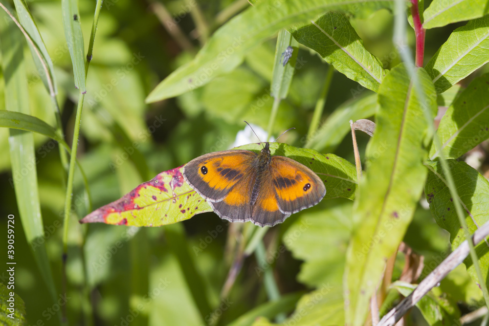 Obraz premium Gatekeeper Butterfly (Pyronia tithonus)