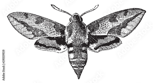 Fig 23. Deilephila, vintage engraving.