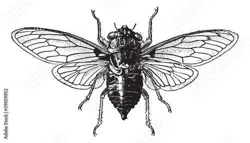 Fig 14. Cicada, vintage engraving. photo