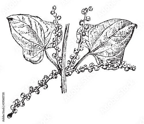 Chinese yam male flower vintage engraving