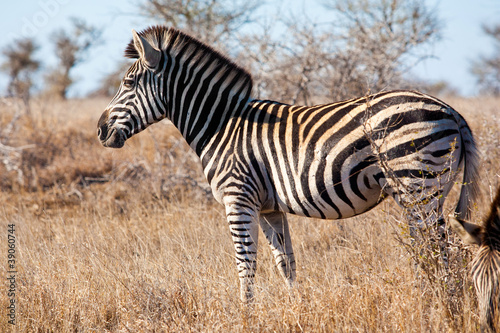Zebra in Kruger National Park  South Africa