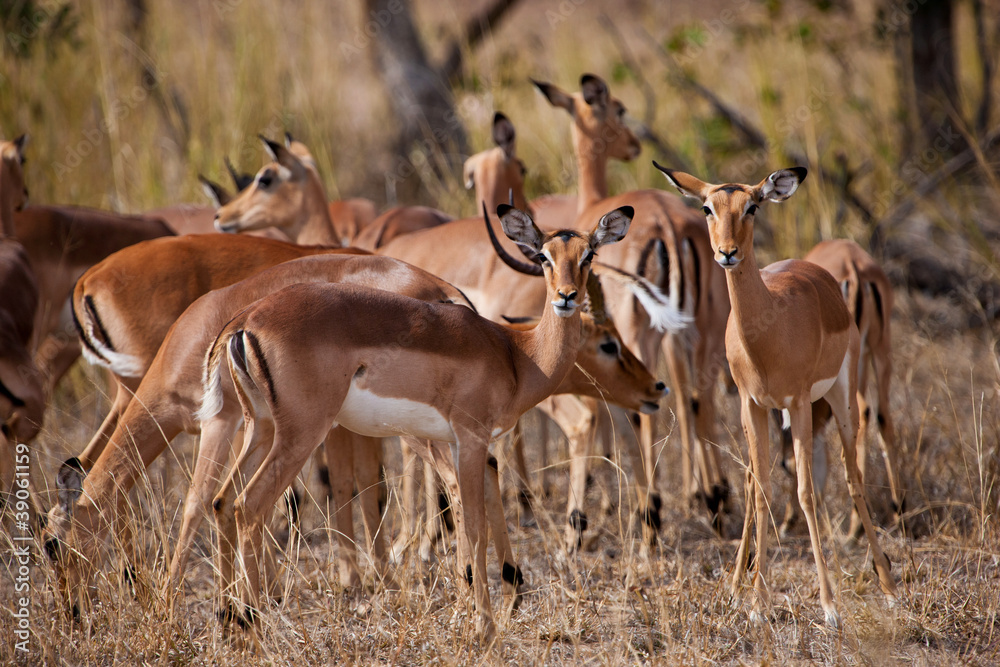 Female impala antelopes, Kruger National Park, South Africa