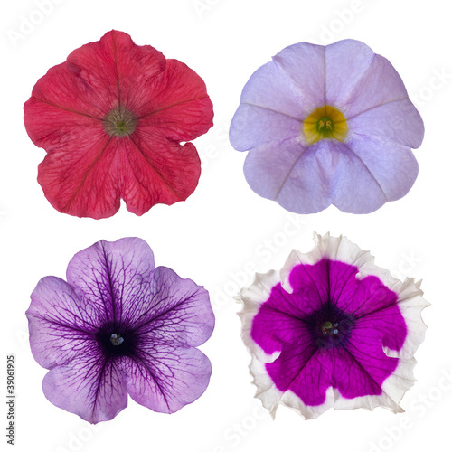 Fototapeta Naklejka Na Ścianę i Meble -  four petunias