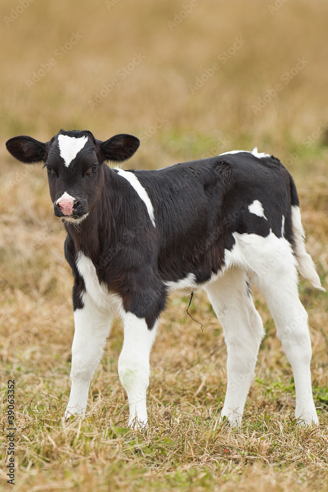 Newborn calf