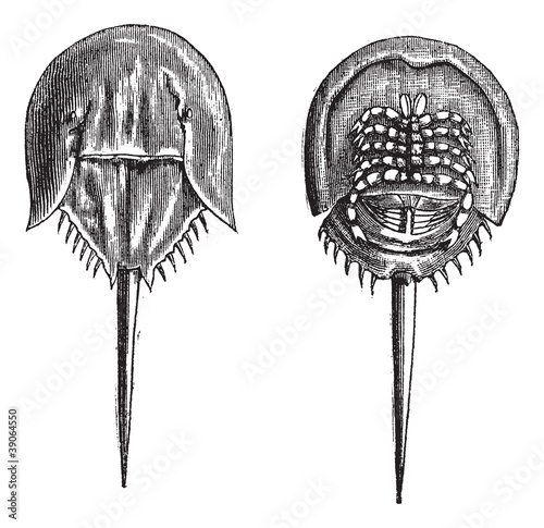 Horseshoe crabs in the Moluccas. - 1, lower surface 2. upper sur