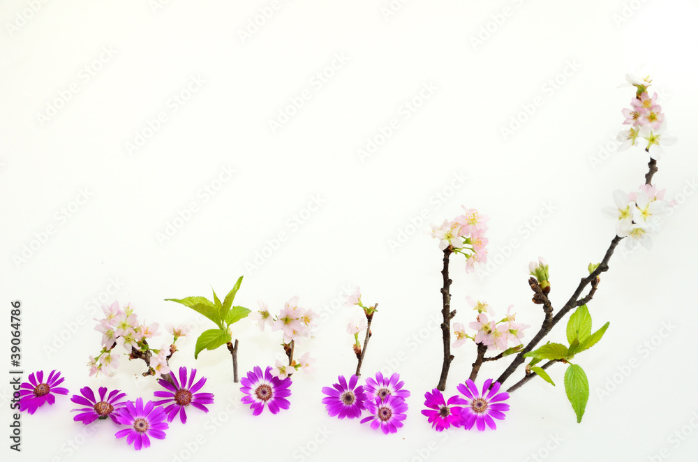 桜と花びら 桜と花びら