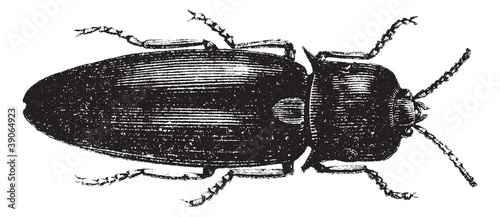 Fire Beetle or Cucujo (Pyrophorus noctilucus), vintage engraving photo