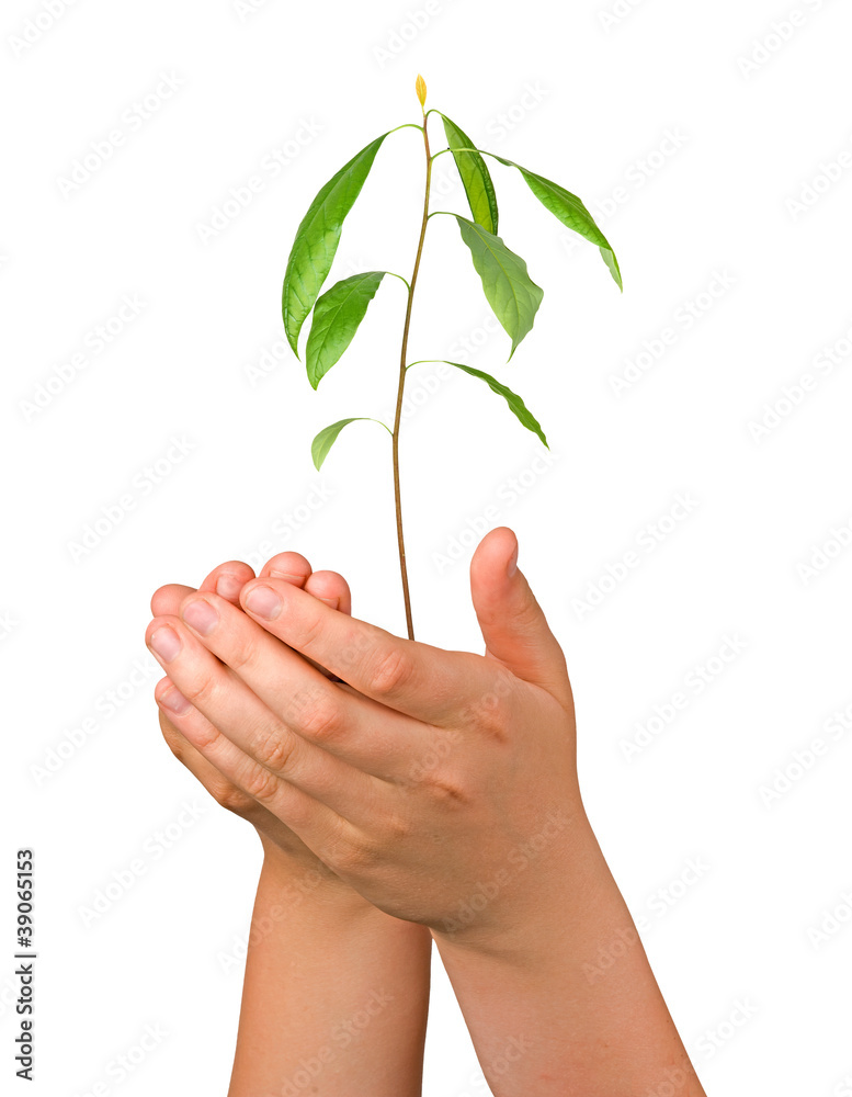avocado sapling in hands as a gift of agriculture avocado sapling in hands as a gift of agriculture