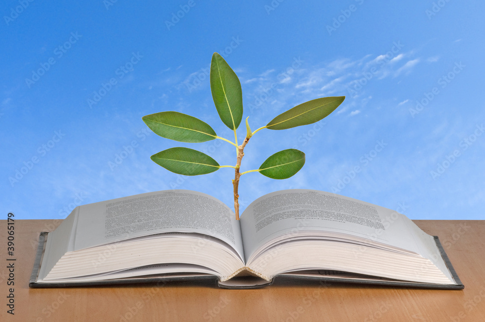 Sapling growing from open book Sapling growing from open book