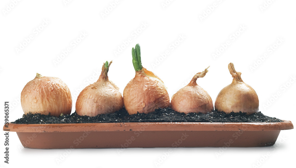 Fototapeta premium Onion