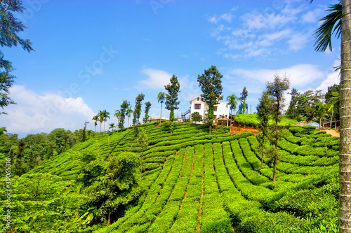Tea garden