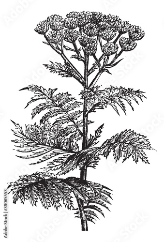 Tansy (Tanacetum vulgare) or Common Tansy, vintage engraving.