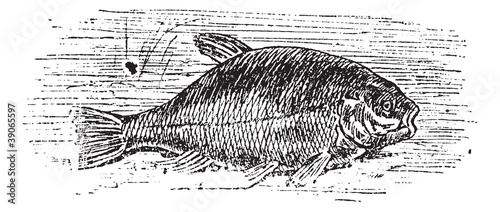 Common tench (Cyprinus tinca), vintage engraving.