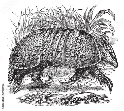 Giant armadillo (Dasypus gigas), vintage engraving.