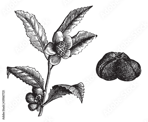 The (Camellia thea) or Camellia, vintage engraving.