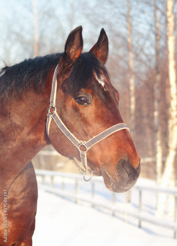 Obraz premium winter portrait of bay horse