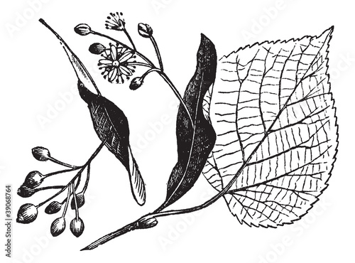Linden leaf, flower and fruit, vintage engraving.
