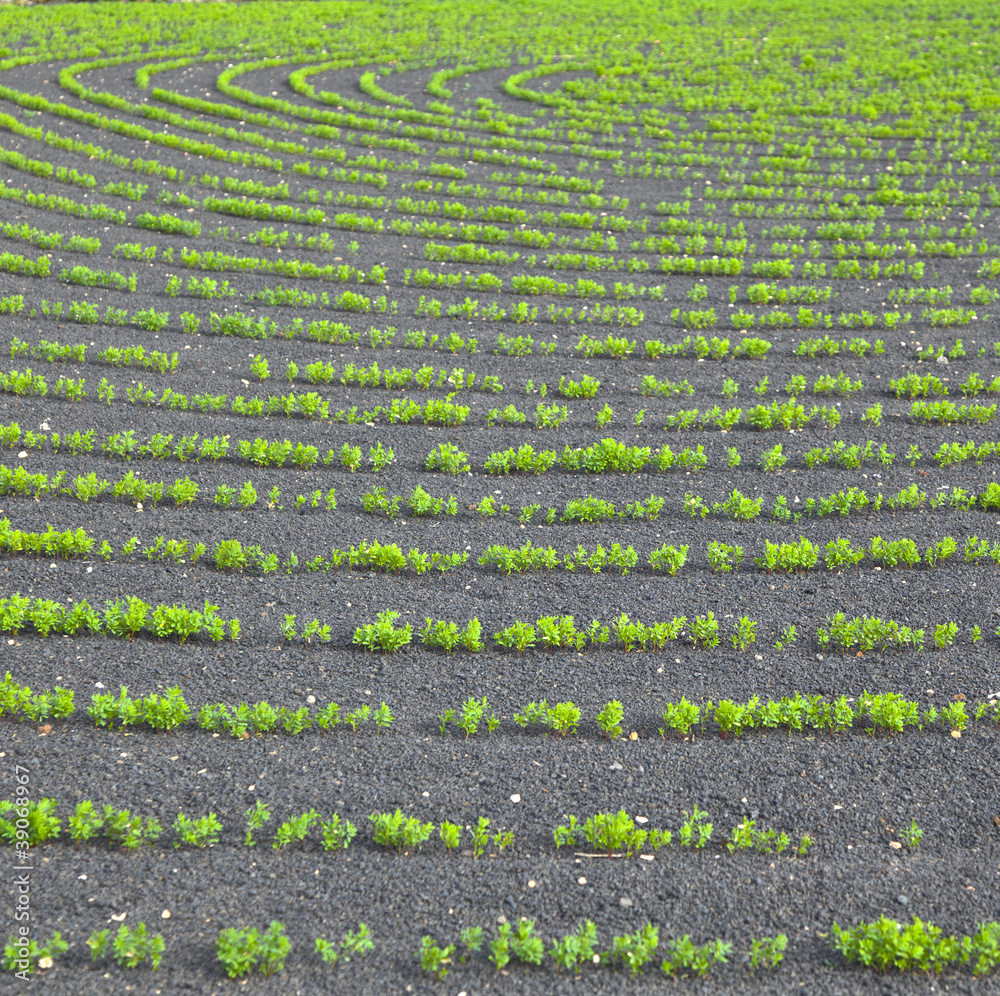 field with irrigation system on volcanic lapilli ground field with irrigation system on volcanic lapilli ground