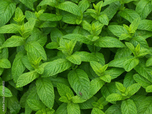Mint
