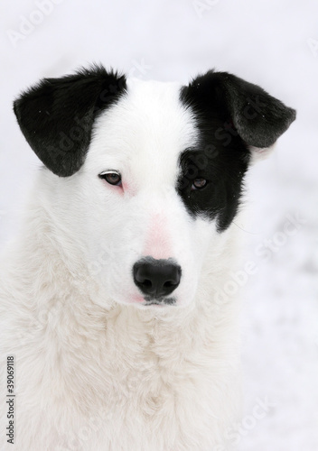 white and black dog portrait