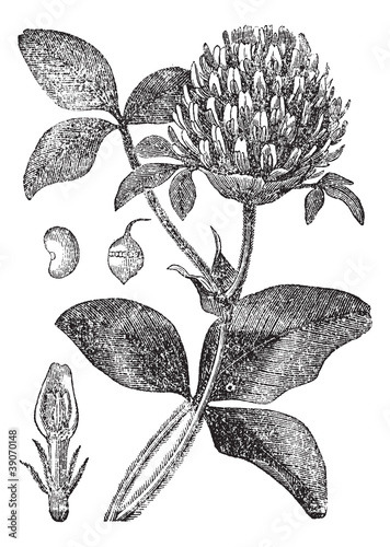 Red Clover or Trifolium pratense, vintage engraving