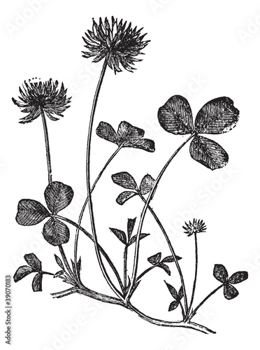 White Clover or Trifolium repens, vintage engraving
