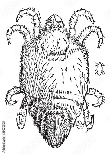 Mite or Trombidium sp., vintage engraving