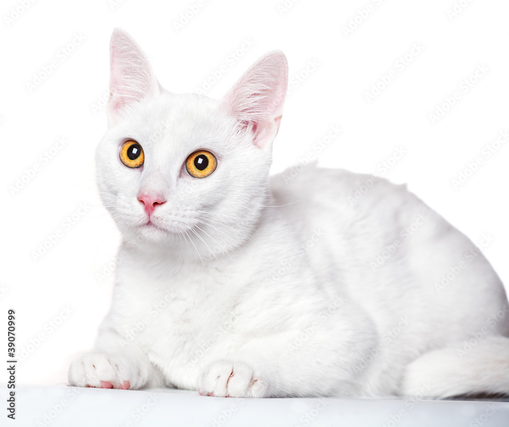 small cute kitten isolated on white small cute kitten isolated on white